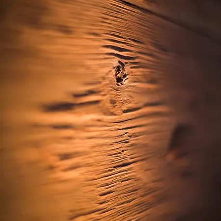 阿罗萨维特酒店 酒店